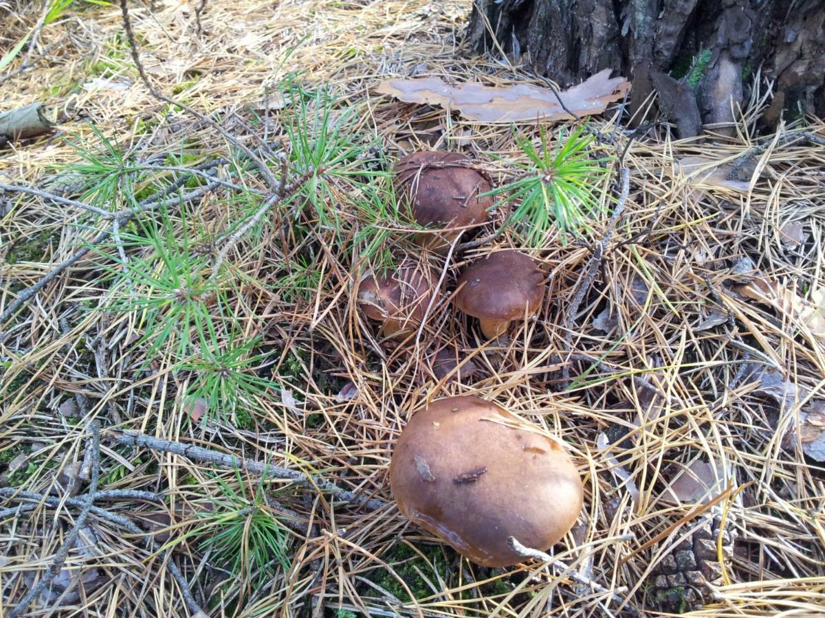 Stawy U Sikory - Dom Rybak - Agroturystyka I Lowisko Nowa Wies  Esterno foto